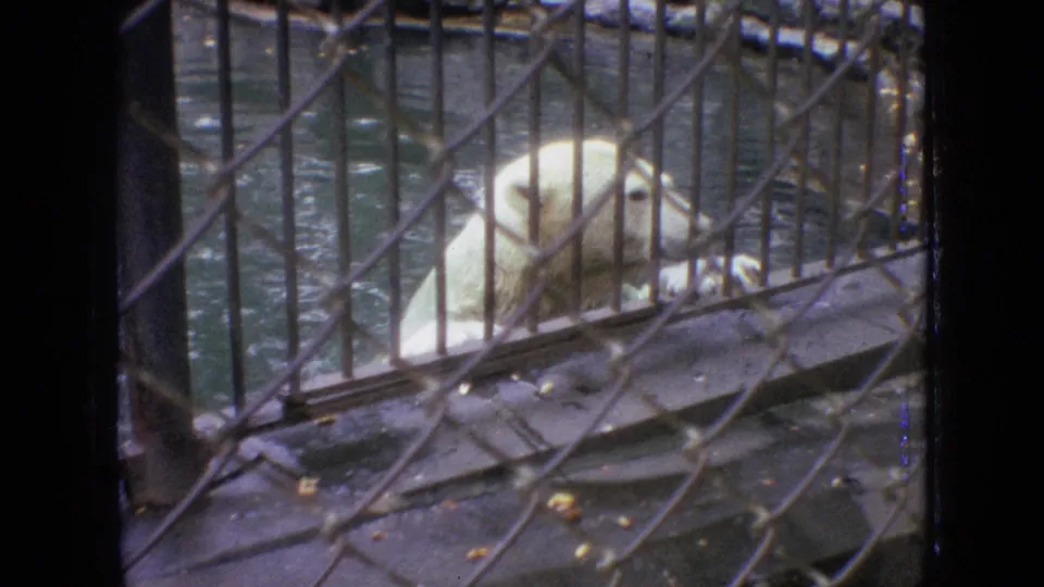 A polar bear rests by the water inside a barred zoo enclosure in 1964 Philadelphia, seen through chain-link fencing and aged 8mm film texture.