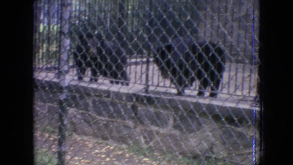 Black bears move along a concrete zoo enclosure behind chain-link fencing, captured in 1964 Philadelphia home-movie footage.