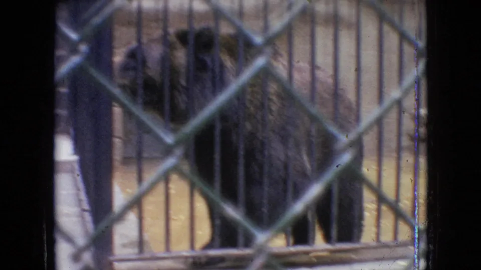 A black bear stands near the front of a barred zoo enclosure in 1964 Philadelphia, with chain-link fencing dominating the foreground.