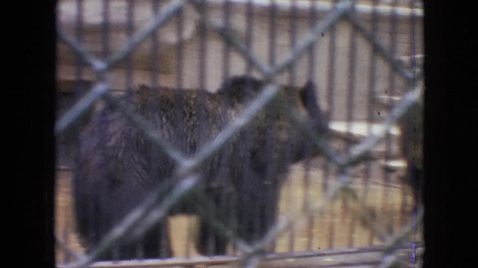 A bear stands partly obscured behind chain-link fencing and metal bars in a Philadelphia zoo enclosure from 1964 home-movie footage.