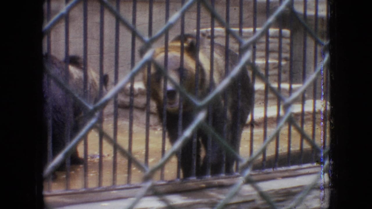 Bear facing the camera behind chain-link fencing in a barred enclosure.