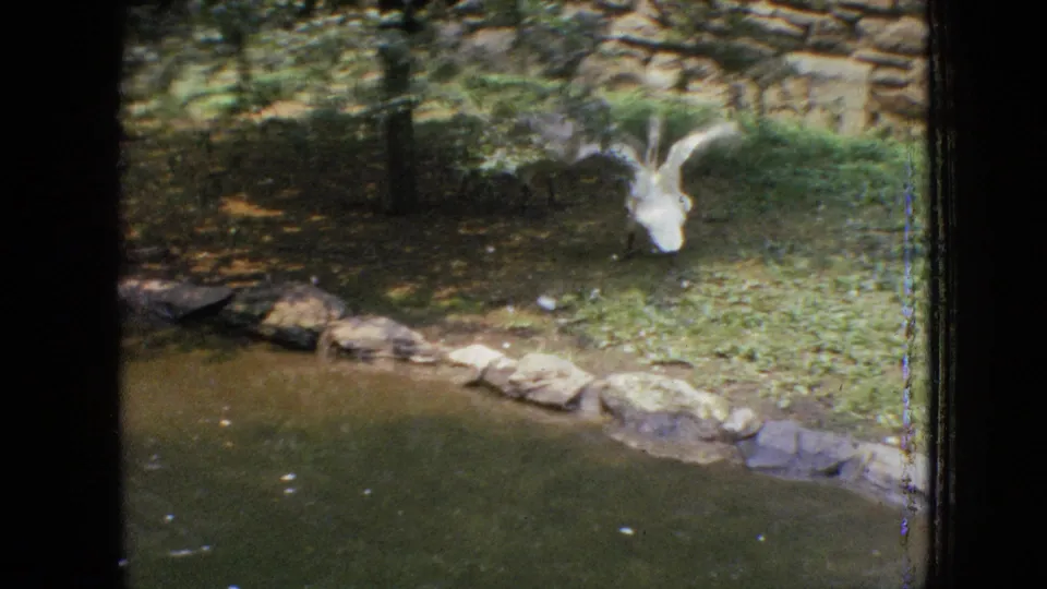A white duck spreads its wings near a stone-edged pond with grass, trees, and shadowed ground in 1964 Philadelphia zoo home-movie footage.