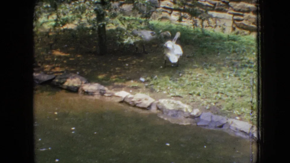 A white duck stands near the edge of a small pond bordered by rocks, with trees and grass visible in the 1964 Philadelphia zoo scene.