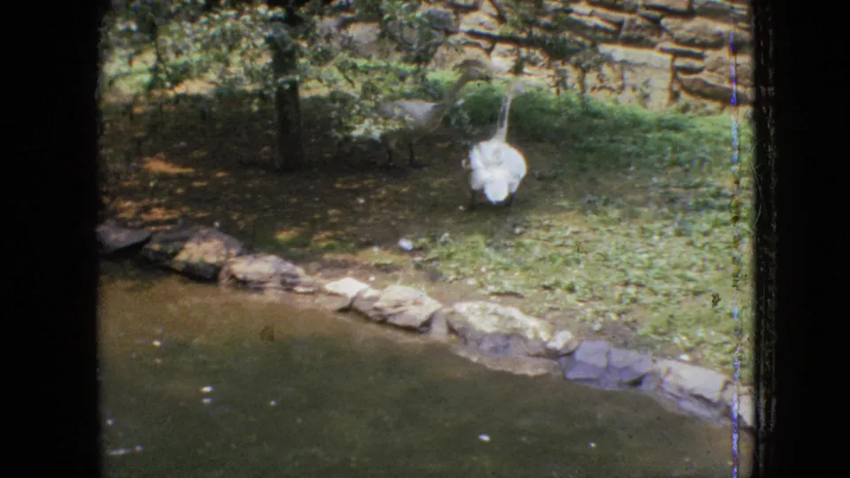 1964 Philadelphia home-movie frame showing a white wading bird near a shallow pond bordered by stones and greenery.