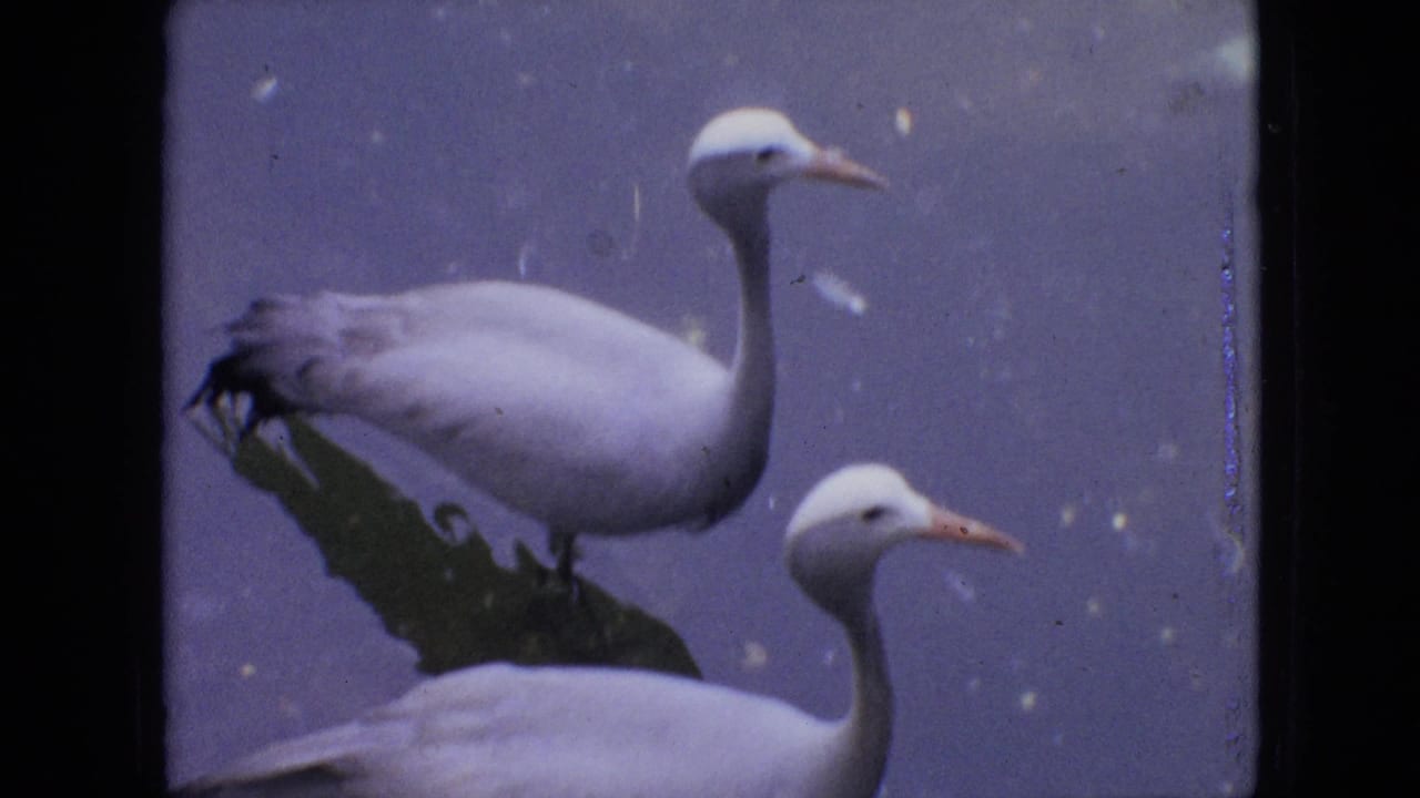 Two white birds seen close up against a dark bluish background.