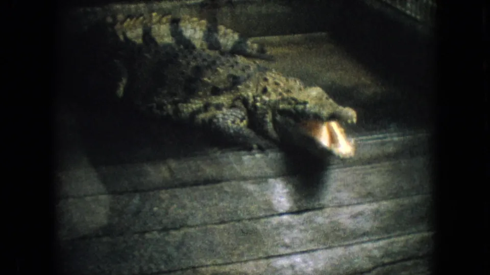 1964 Philadelphia 8mm frame showing a crocodile or alligator on a wooden platform beside water, mouth open in a zoo-like enclosure.
