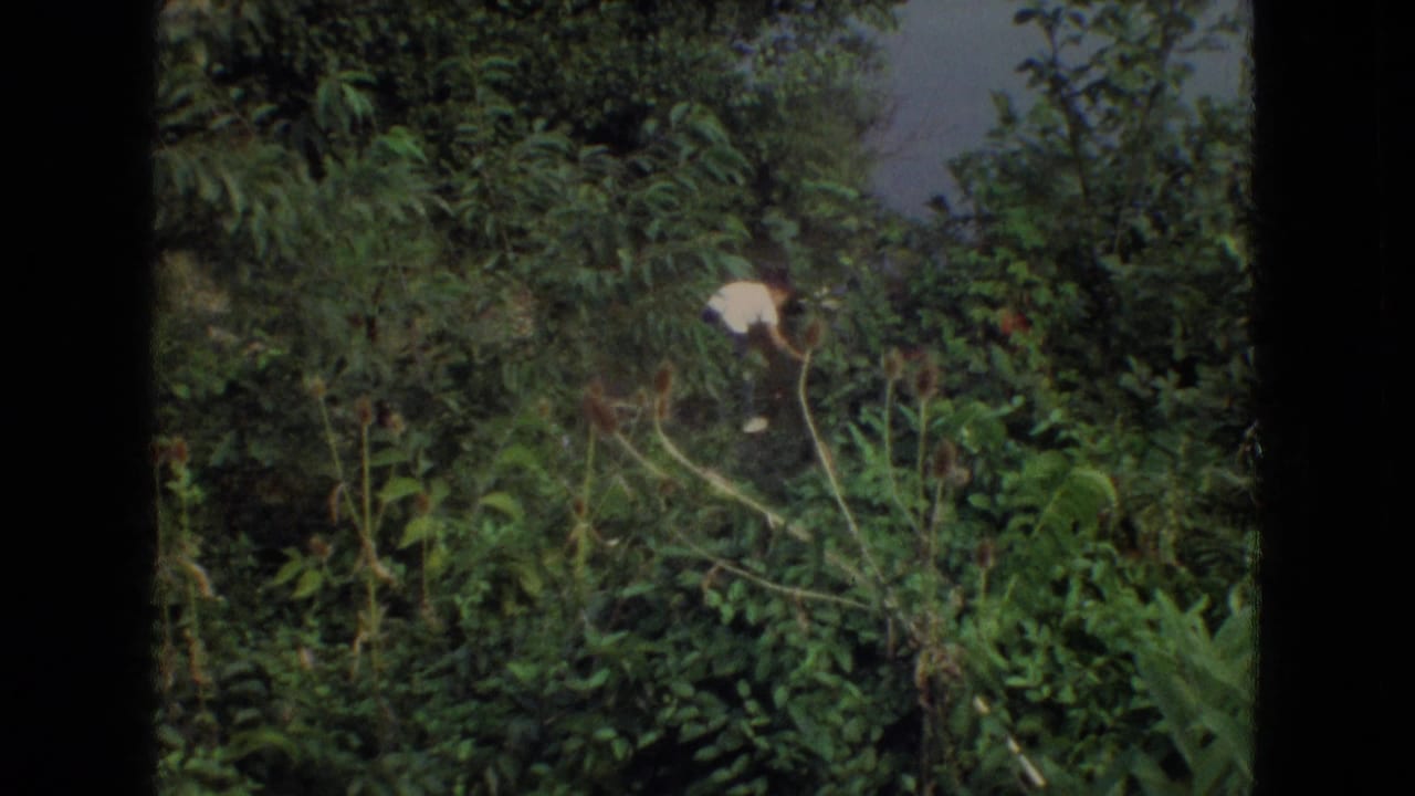 Dense green foliage with a pale object or figure partly visible among tall plants.