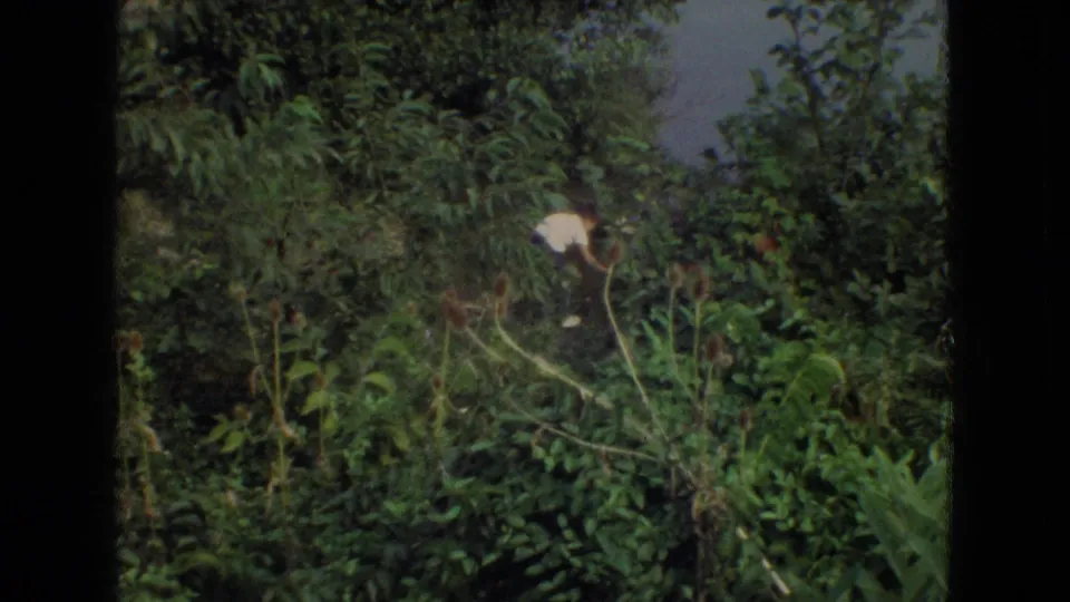 Dense summer foliage fills the frame, with a small pale figure or object partly obscured among tall plants in the New Jersey outing footage.