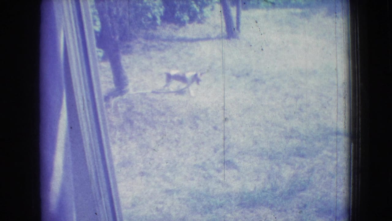 Blue-tinted 1965 New Jersey 8mm frame showing a small dog crossing a grassy yard, with the edge of a window or doorway at left.