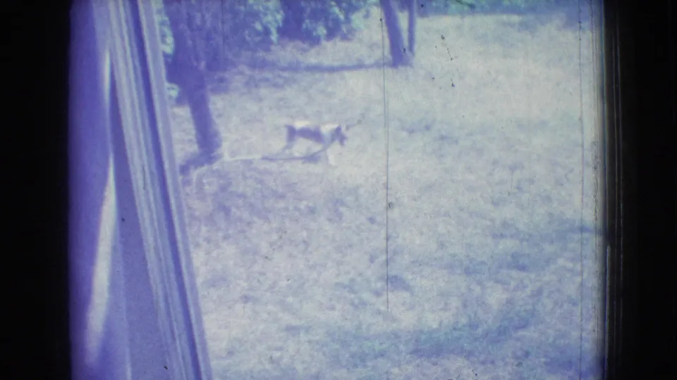 Blue-tinted 1965 New Jersey 8mm frame showing a small dog crossing a grassy yard, with the edge of a window or doorway at left.