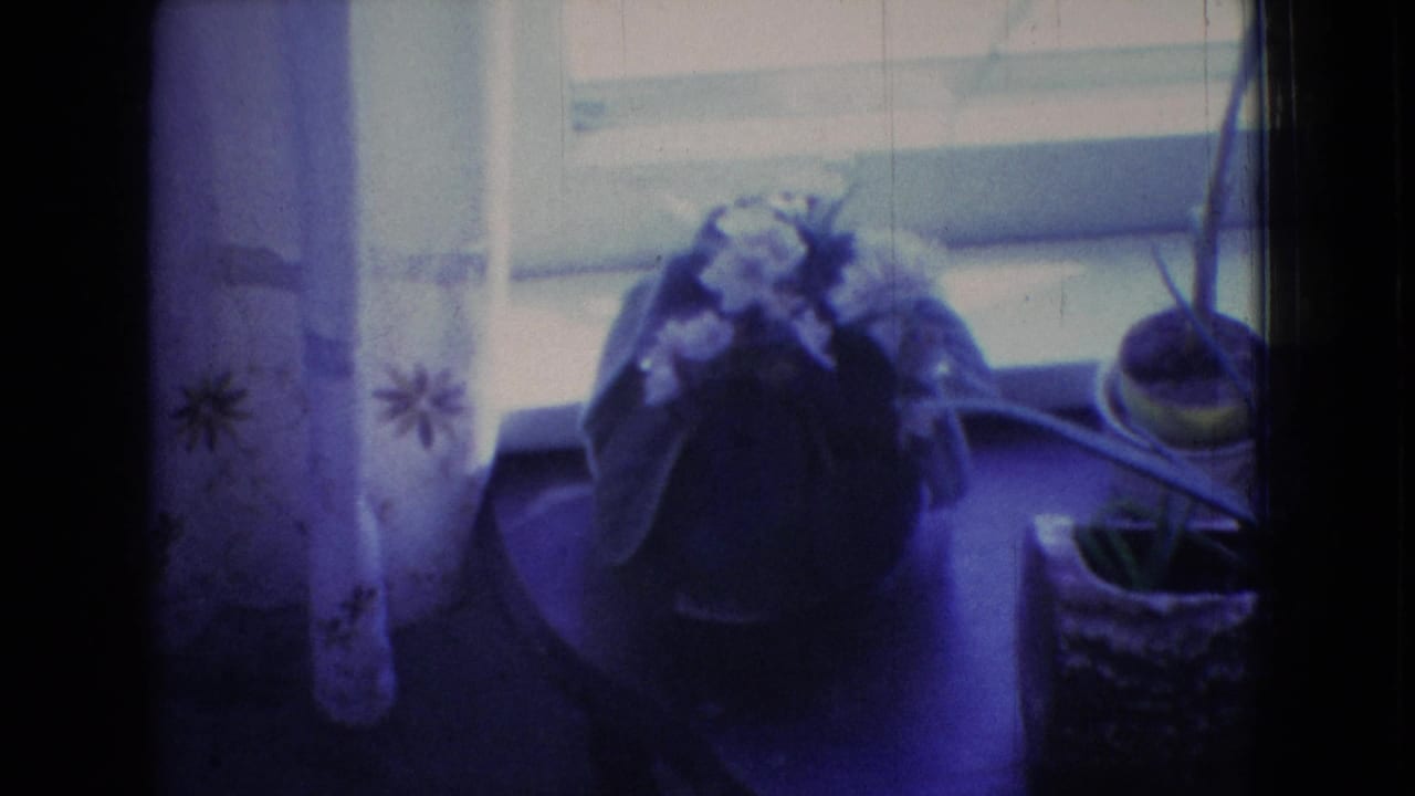 Potted flowers beside a window with hanging plant shapes nearby.