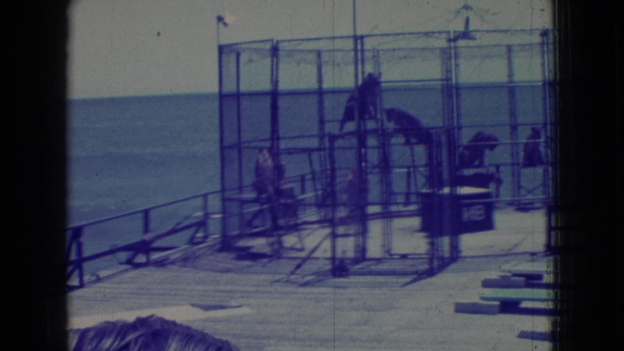 Trainer and tigers in a cage structure on a pier overlooking the sea.