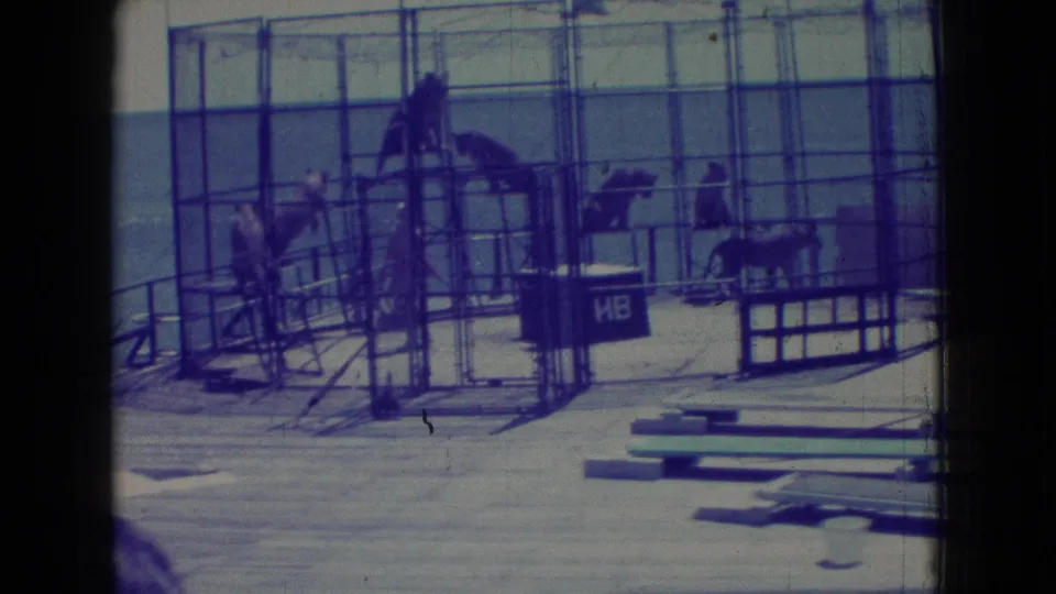 1965 New Jersey 8mm frame showing tigers in a metal cage on a wooden pier, a trainer nearby, scattered planks on deck, and the ocean beyond.