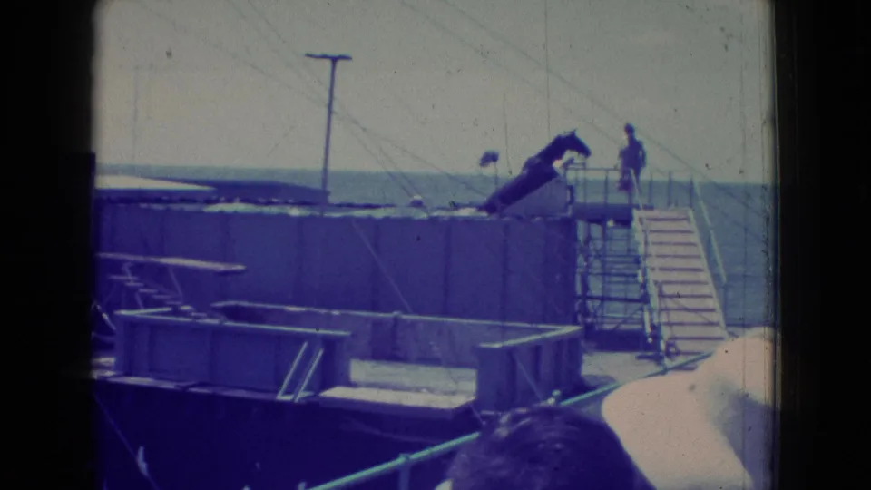 1965 New Jersey 8mm frame showing a dark horse with a visible person near a raised wooden ramp above seaside water, with stairs, railings, and utility lines in view.