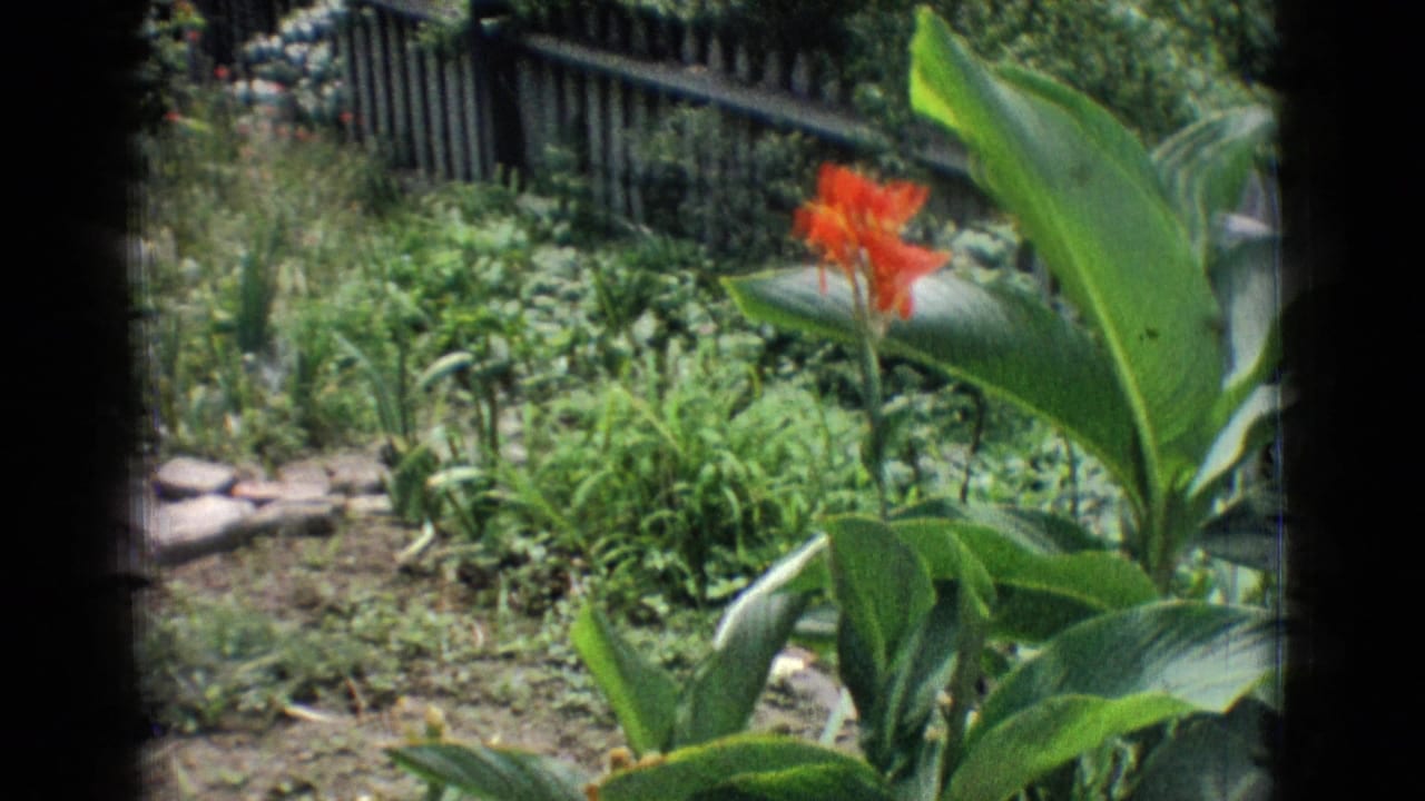 Garden pond area with broad green leaves, a red flower, dense plants, stones, and a dark fence.