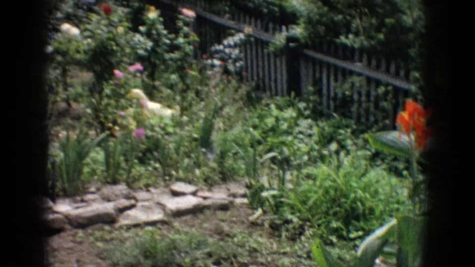 1965 New Jersey 8mm frame showing a planted backyard pond garden with stone edging, a dark fence, a red canna bloom, and a pale bird among the foliage.