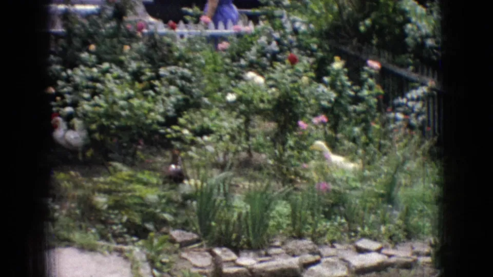 1965 New Jersey 8mm frame of a backyard pond garden with birds near the water, flowers and foliage around the stones, a dark fence, and partially visible people in the distance.