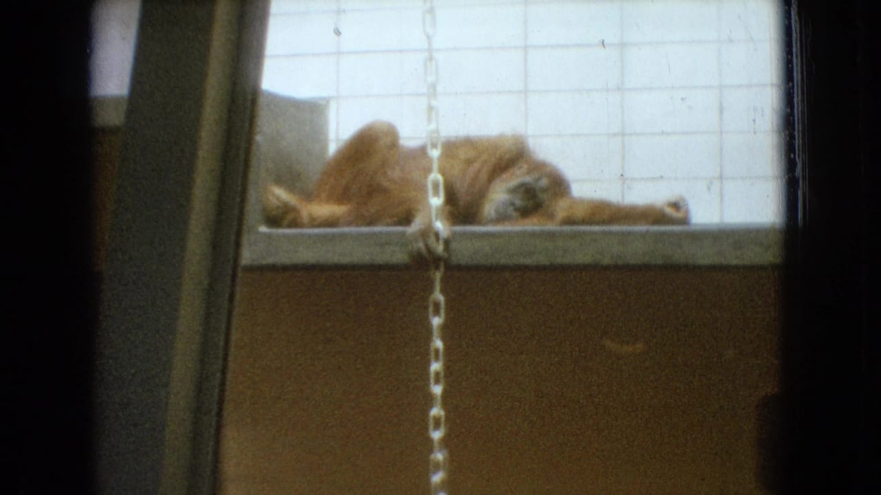 1965 New Jersey 8mm zoo frame showing a primate resting on a concrete ledge behind a hanging chain, seen through a dark window frame.