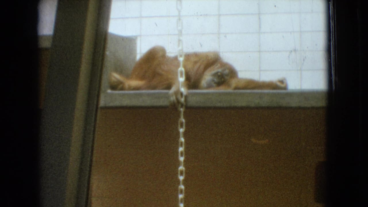 Primate stretched out on a ledge behind a chain and glass-framed enclosure view.