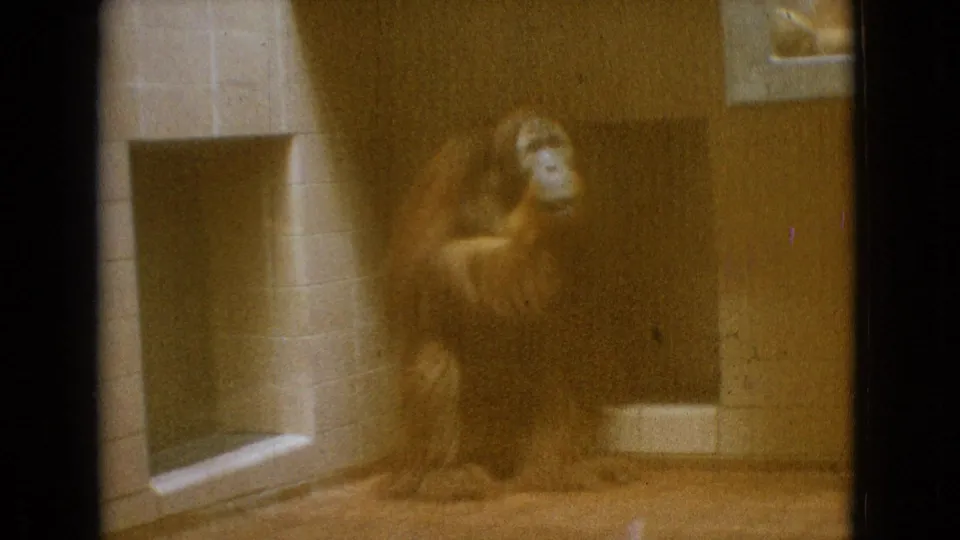 1965 New Jersey 8mm zoo frame showing an orangutan-like ape seated near tiled walls and a brown enclosure panel, viewed through a dark foreground frame.