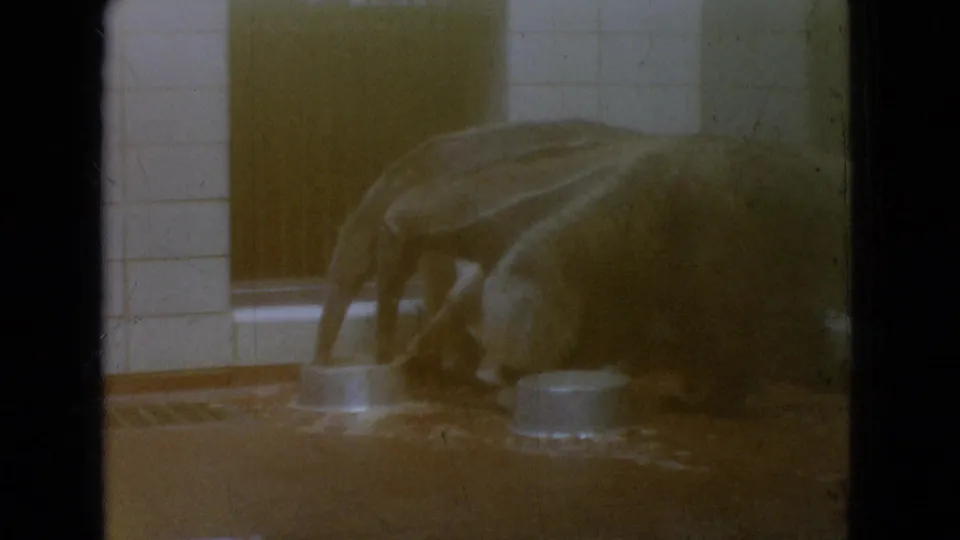 1965 New Jersey 8mm frame showing a large ape bending near metal feeding bowls inside a dim tiled zoo habitat, with soft exposure and dark frame edges.