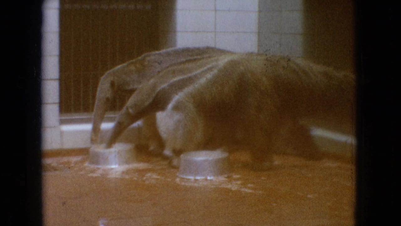 Two anteaters feeding from metal bowls inside a tiled enclosure.
