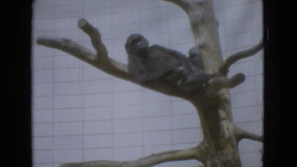 A gorilla rests on a thick branch structure inside a tiled zoo enclosure, filmed from a handheld 8mm visitor viewpoint in 1965 New Jersey.