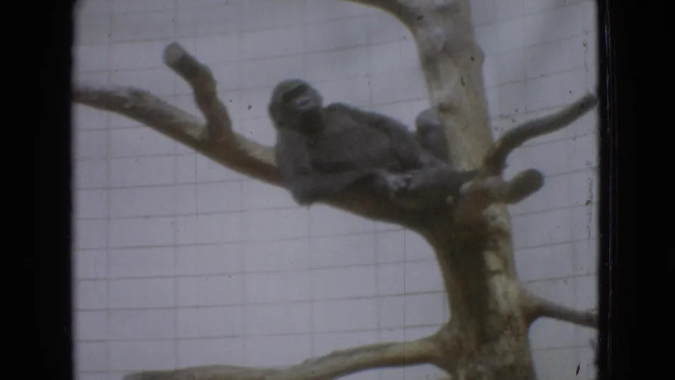 The gorilla remains seated among thick branches in the tiled enclosure, with visible film grain, scratches, and black frame edges from the 8mm scan.