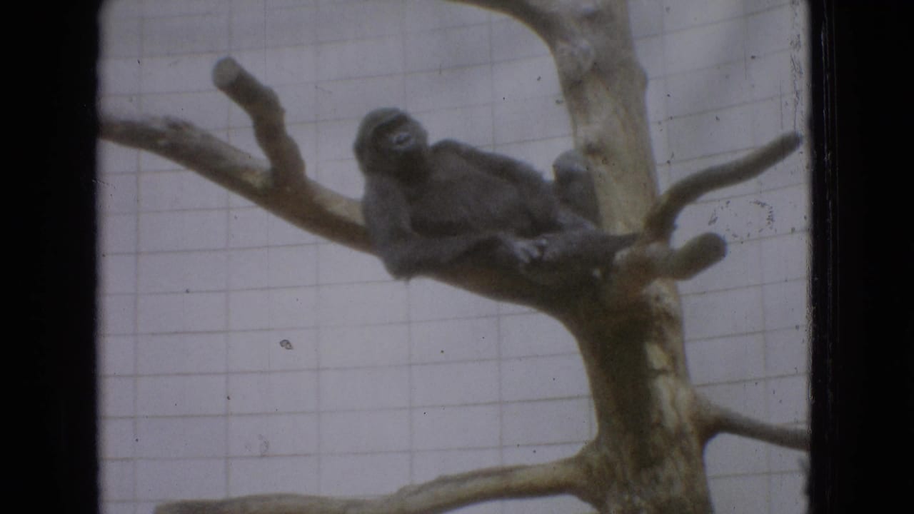 1965 New Jersey 8mm frame showing a young gorilla reclining on a thick artificial tree branch against a white tiled zoo enclosure wall.