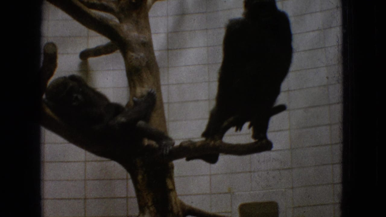 Two gorillas on branches inside a tiled zoo enclosure, one darker figure perched upright.