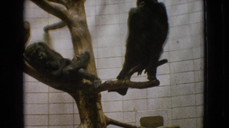 1965 New Jersey 8mm frame showing one gorilla leaning back on a branch while another perches upright beside it in a tiled enclosure.