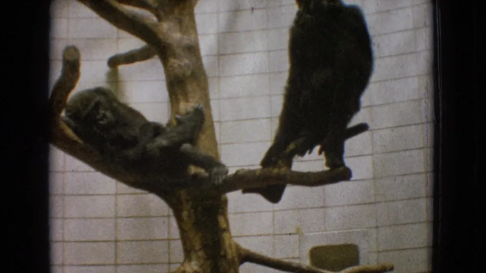 1965 New Jersey 8mm frame showing two young gorillas resting on branches of an artificial tree structure inside a tiled zoo enclosure.