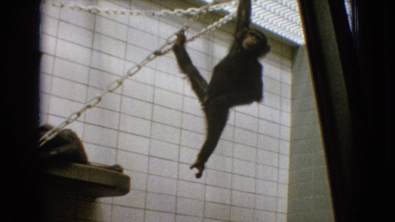 1965 New Jersey 8mm frame showing a dark-furred monkey hanging from a chain inside a pale tiled enclosure, with another monkey partly visible on a concrete shelf.