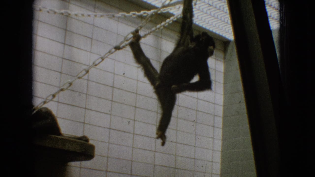 Monkey suspended from a chain against a tiled wall with a ledge at the side.