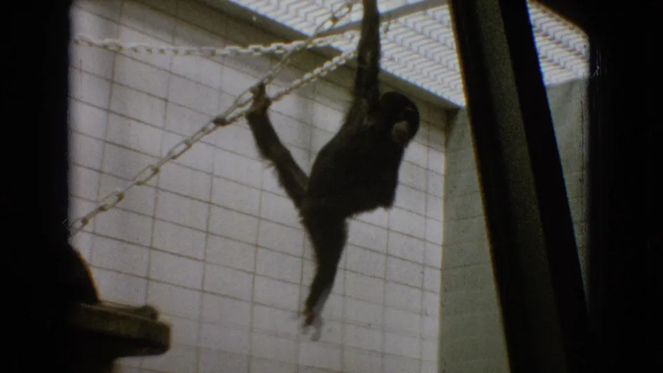 1965 New Jersey 8mm frame showing a monkey hanging beneath a diagonal chain inside a tiled enclosure, with another animal partly visible near a ledge.