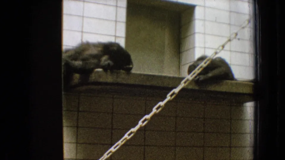 1965 New Jersey 8mm frame showing two dark-furred monkeys on a concrete shelf in a tiled enclosure, with a diagonal chain crossing the foreground.