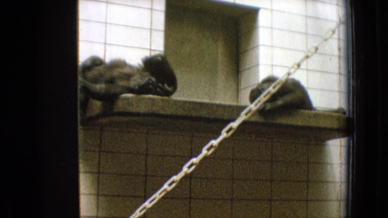 1965 New Jersey home-movie frame showing primates lying on a raised tiled platform behind a chain barrier in a zoo-like enclosure.