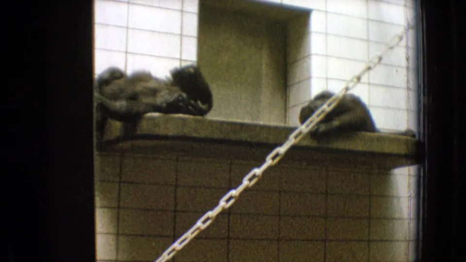 1965 New Jersey home-movie frame showing primates lying on a raised tiled platform behind a chain barrier in a zoo-like enclosure.