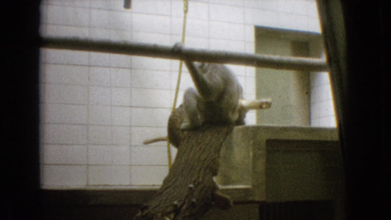A primate near hanging branches or rope inside a tiled enclosure.