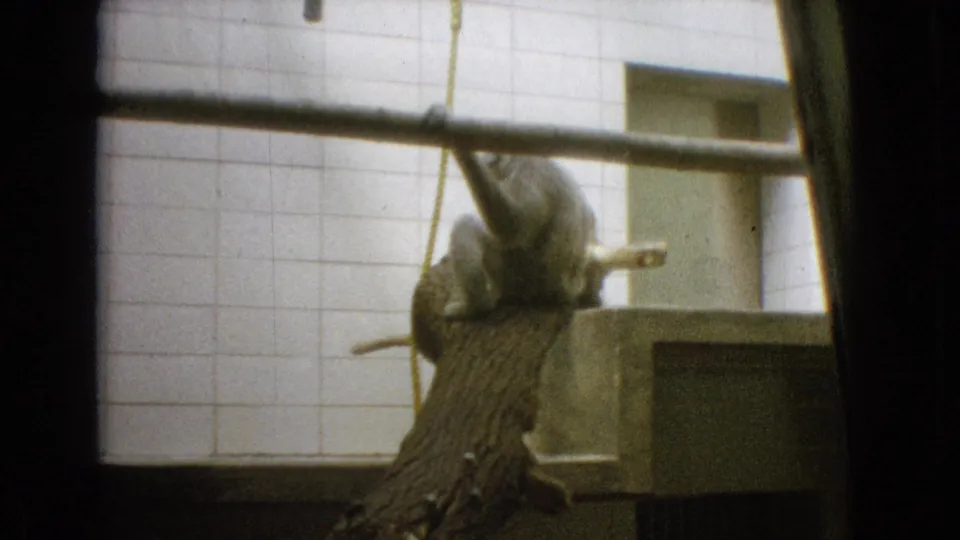 1965 New Jersey home-movie frame showing a primate positioned near hanging branches or rope in a tiled zoo-style enclosure.