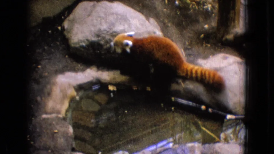 1965 New Jersey home-movie frame showing a red panda standing on rocks near dirt, scattered branches, and a small pool in a zoo-like enclosure.