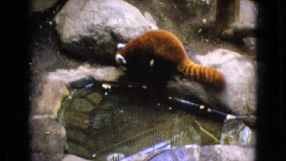 1965 New Jersey home-movie frame showing a red panda moving across a rocky area beside a small pool and scattered branches in a zoo-like enclosure.