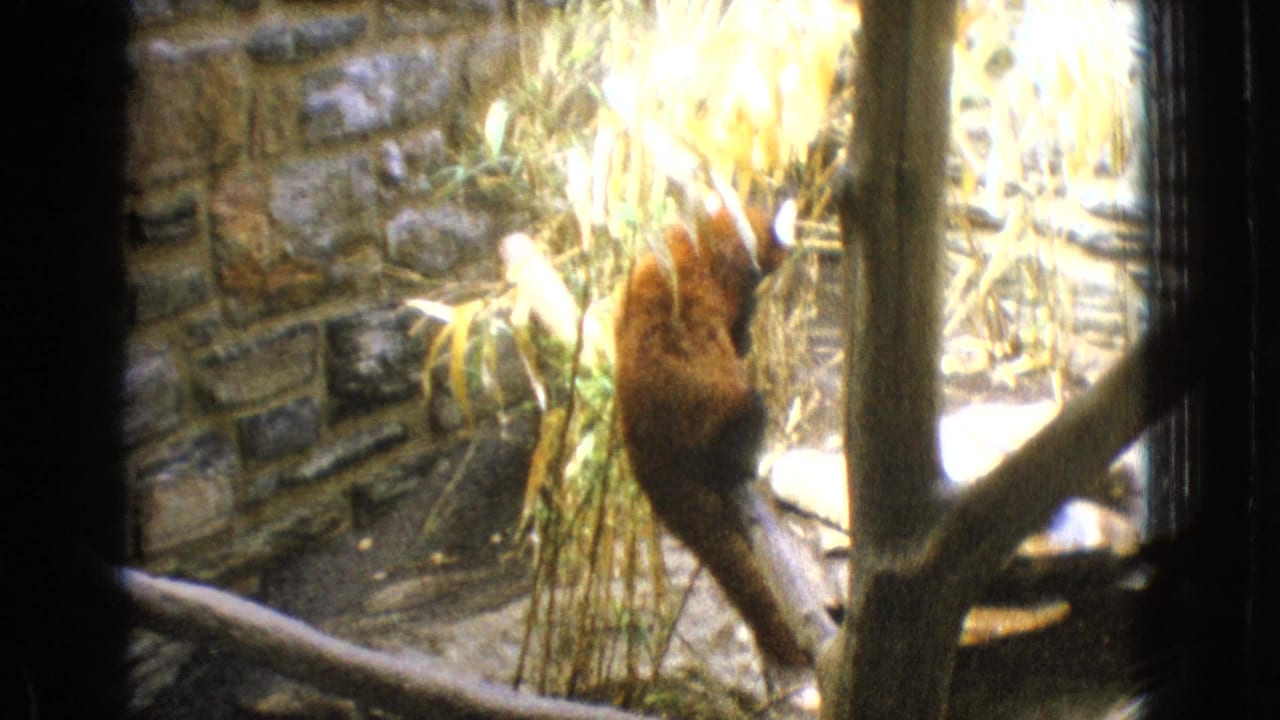 A red panda moves among bamboo, branches, rocks, and a small pool inside a New Jersey zoo enclosure in 1965 home-movie footage.