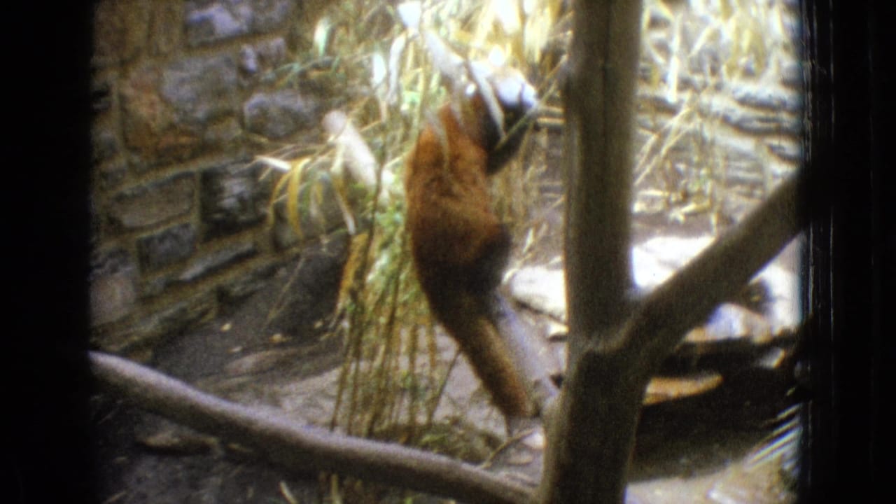Red panda near bamboo and a tree trunk in a stone-walled enclosure.