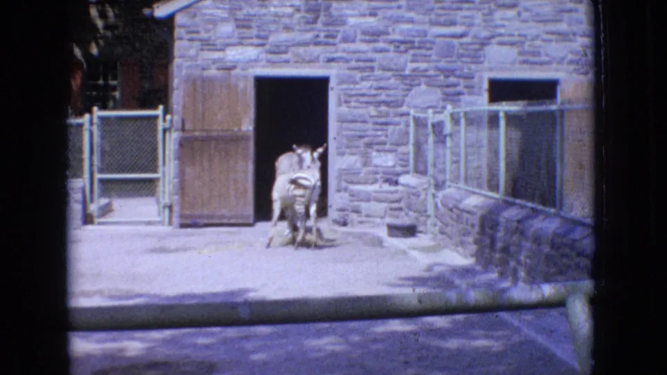 A zebra stands at the dark entrance of a stone zoo shelter in New Jersey, with chain-link fencing and a paved path visible in the 1965 home-movie frame.