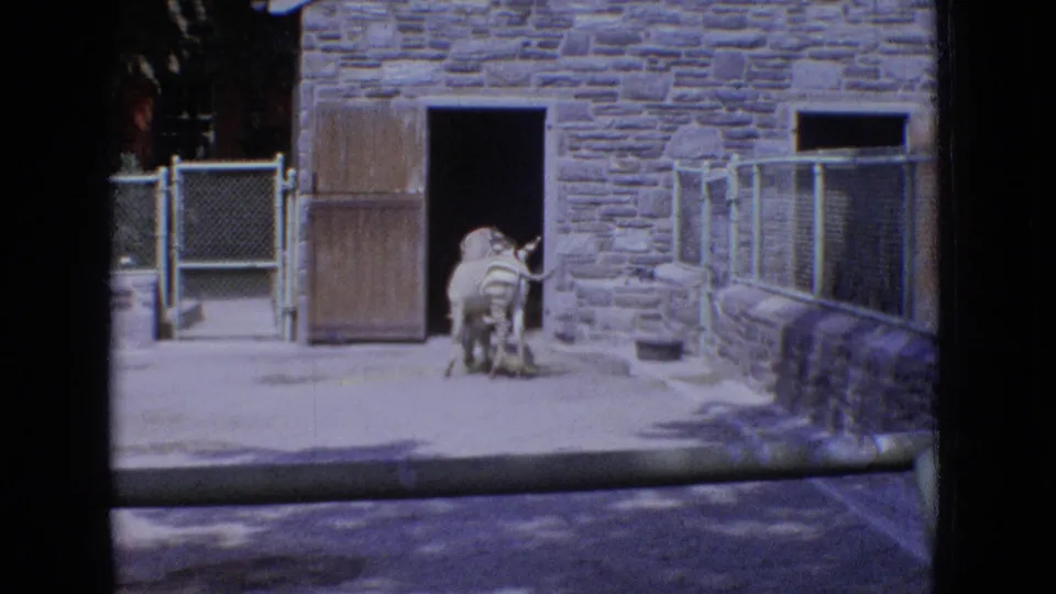A zebra remains beside an open doorway in a stone zoo building, framed with chain-link fencing, a wooden door, and sunlit pavement.
