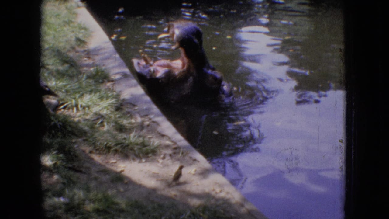 A hippopotamus surfaces near a curved concrete bank in a New Jersey zoo pond, seen in 1965 8mm home-movie footage.