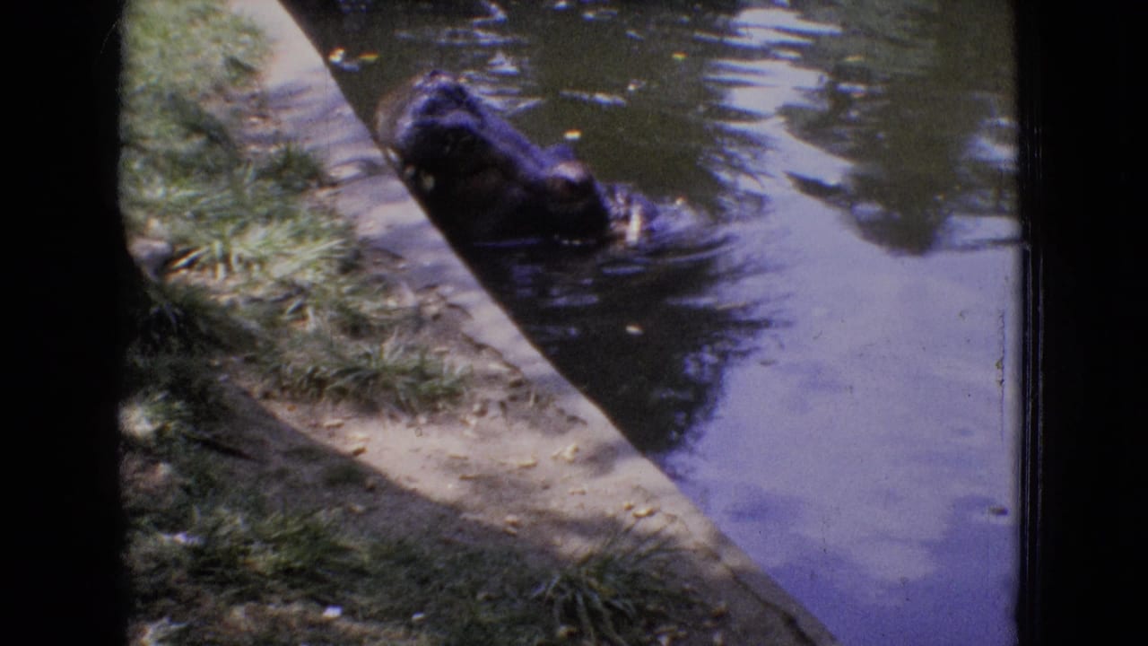 The hippo moves through murky water beside the concrete and grass edge of the zoo enclosure in the 1965 New Jersey footage.