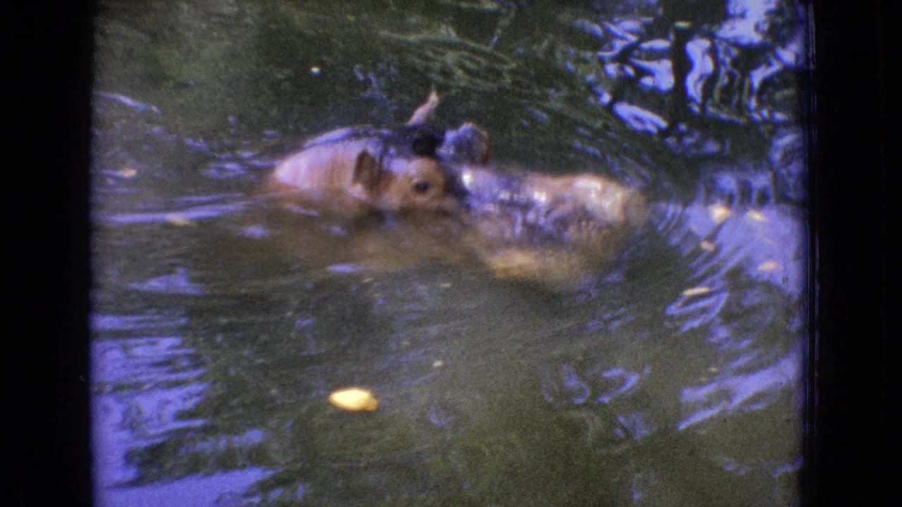 Hippopotamus head partly above the water with a duck swimming nearby.