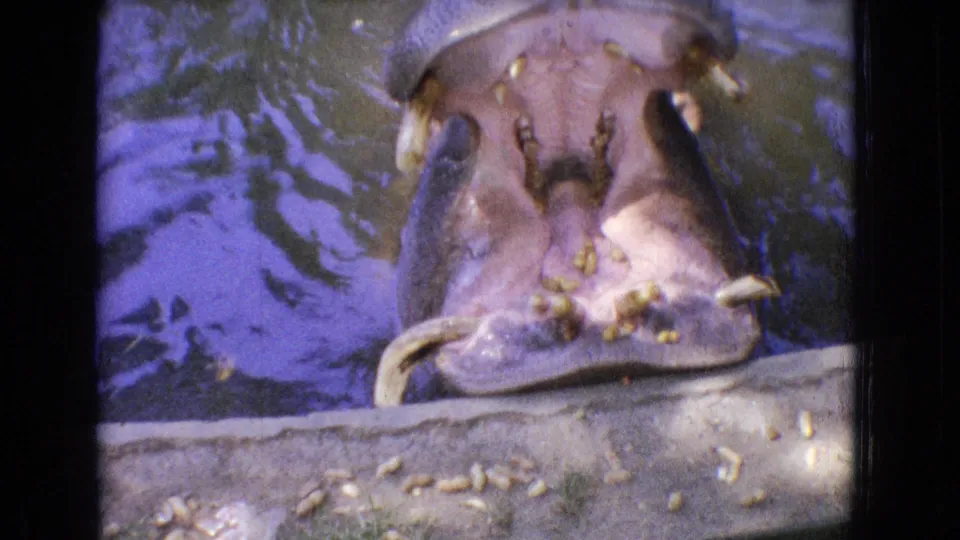 The hippo opens its mouth wide at the concrete pond edge, where small snacks are scattered nearby in the 1965 New Jersey zoo home movie.